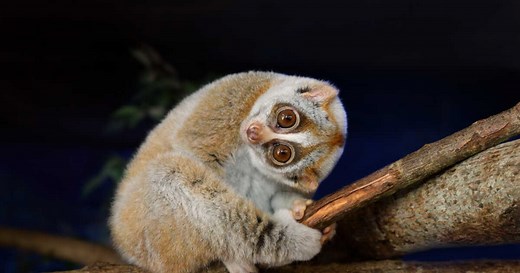 Qui est le loris lent, adorable primate venimeux ?
