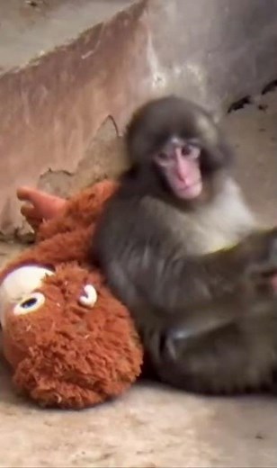 Meet Punch: Japan's Most Famous Viral Snow Monkey!