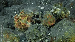 Two multi-colored frog fish sit on the bottom of a tropical sea between stones. Warty Frogfish (Antennarius maculatus) 11 cm. ID: skin is covered with wart-like protuberances.
