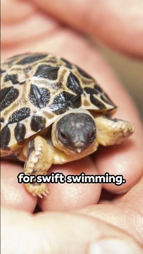 Turtles vs Tortoises: The Quick Guide #facts #fascinatingcreatures #fascinatingfacts #funfacts