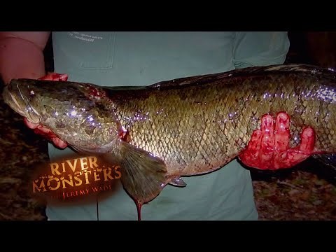 Hooking An AGGRESSIVE Snakehead! | SNAKEHEAD | River Monsters