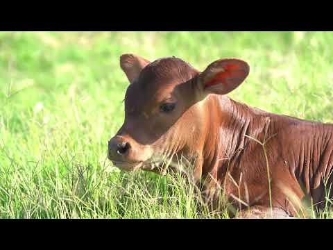 Senepol Society of South Africa