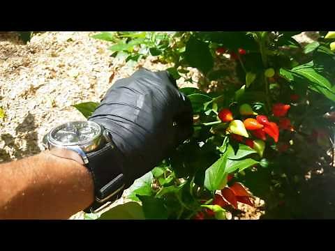 Culture de Piments Rares & Extrême à l'île de la Réunion 2019 - La Maison Du Piment