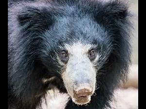 This Sloth Bear Killed Two People And Played With Their Bodies For Hours