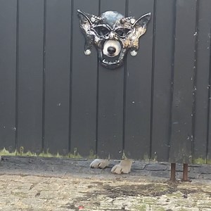 3.4M views · 170K reactions | Guard dogs come in all shapes and sizes... | LADbible | Facebook