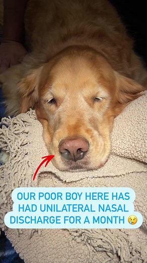 Understanding Nasal Discharge in Dogs