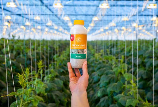 Spidex Vital: Your Vital partner in spider mite control | Koppert Global