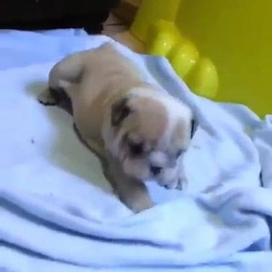 Happy Bulldog Monday! A little happy dance from this little fellow. #monday #dancing #video by #jmarcoz | Manny The Frenchie