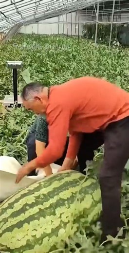 এভাবে তরমুজ চাষ করলে ফলন কয়েকগুণ! Giant Watermelon