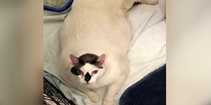 Shelter Takes In The Largest Cat They've Ever Seen