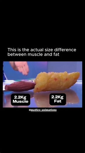 medical_animation | Muscle vs Fat -Same weight, completely different body 1 kg of fat is bulky, soft, and takes up more space. 1 kg of muscle is firm, dense,... | Instagram