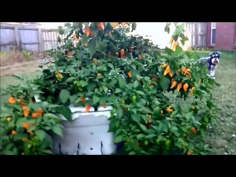 DIY guide: how to make off grid hydroponic self watering container