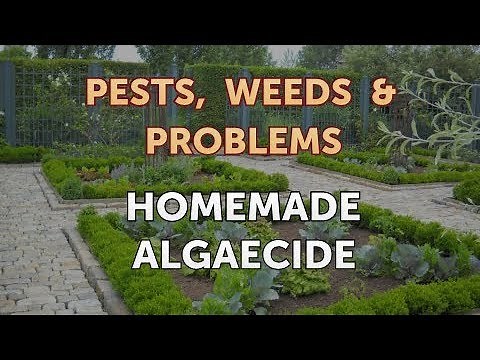 Homemade Algaecide