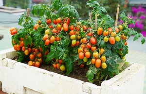 43K views · 523 reactions | Foam Container Tomato Experiment - Jaw-Dropping Findings | Diy Garden World | Facebook