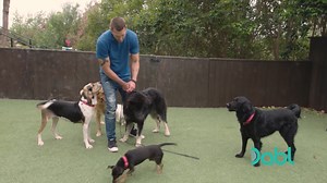158K views · 2.2K reactions | Brandon McMillan needs to save a poor Newfoundland puppy that has been returned not once...but twice! He assesses her issues and begins training so she can be adopted! Learn dog training tips on Lucky Dog, Watch for FREE on Dabl Network TV! Visit https://bit.ly/2sGTUwA for where to watch! #RescueDog #WhoRescuedWho #DogTraining | Iconic TV Moments | Facebook