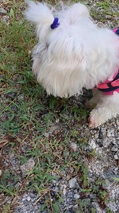 8.1K views · 2.4K reactions | Roxy Rose :::::::::: WOW MOMMY! My...