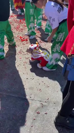 #liondance #tariansinga #舞狮 #中国 #抖音 #推荐 #沙雕 #我要上推薦 #搞笑 #搞笑视频 #fypシ゚viral #fyp #fypage #hot #new #viralvideo #video #world #happy #funny #foryoupage #foryourpage #tiktok #recommendations