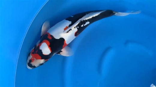 A beni kumonryu is such a magical variety. Changing color throughout the season and they have a very nice sharp pattern. This one is pure class! Show quality! | KOI 2000