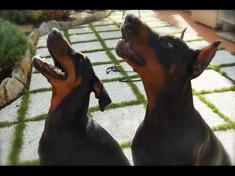 training dobermann police (HD)