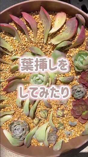 【DAISO】おしゃれなダイソーの100円の鉢で 色々な栽培方法を楽しむ💖💛