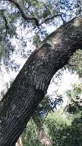 The Devil's Tree-A Haunting Florida Landmark