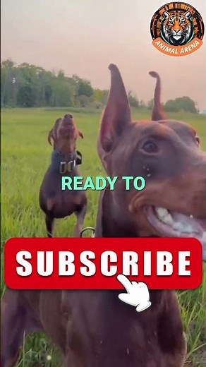 Doberman: The Ultimate Guard Dog! 🛡️🐾