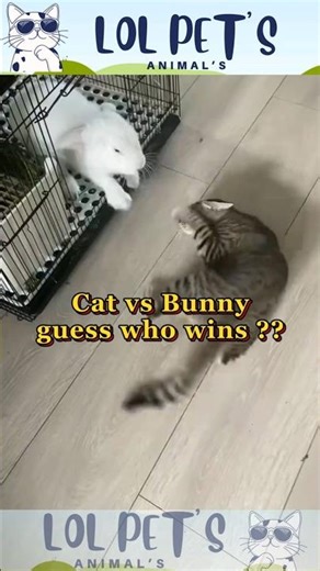 Cat vs Bunny guess who wins#funny #cat #pets #animals #bunny