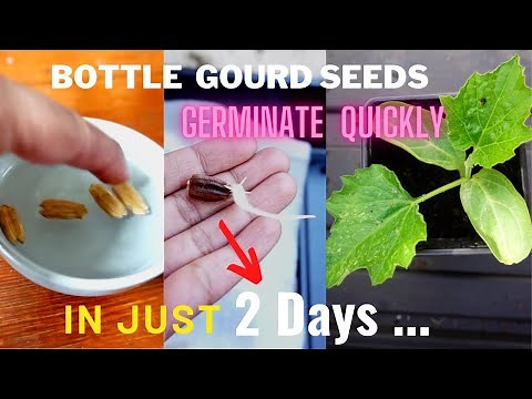 Germinating bottle gourd seeds in 2 DAYS... Germinate, sow & growing bottle gourd seedlings!