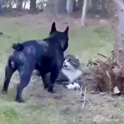 Playful Dog and Cat Interaction in Outdoor Setting