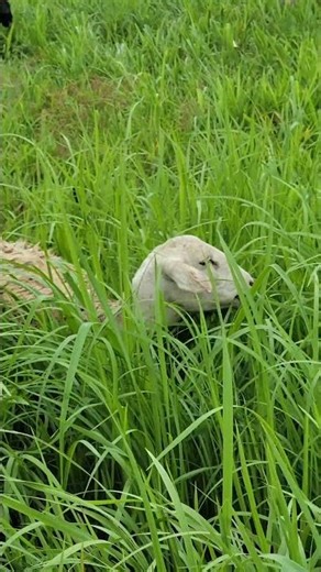 Animals wander freely across vast fields surrounded by stunning landscapes