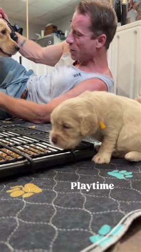 Play time with some of the sweet miniature golden retriever puppies out of our Classic Country