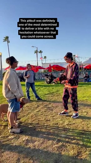 This Pitbull REALLY Wanted To Bite Me Bad. | The Dog Daddy