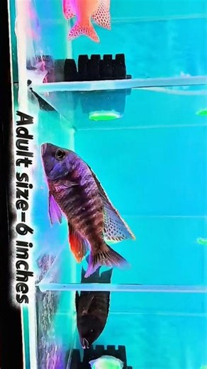 African cichlids Sulphur head and peacock cichlid|| #shorts #exoticaquariumfish #wetpets #shorts