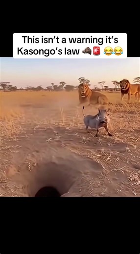 Kasongo’s Law Explained with Humor