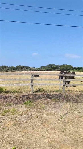 隠岐島(島後島 どうごじま) 西郷岬 牛さん 2026年7月27日 ロードバイク