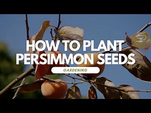 How To Plant Persimmon Seeds