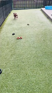 Earlier this week we welcomed this little cutie. She looks like she was used and abused for her looks her whole life. We named her after a character that is notable for her temperamental diva superstar personality. Listen to the song and tell us your guesses as to what you think her new name is ❤️! We will officially introduce her and her new name in a later post. Happy Saturday! It’s a #laboroflove | Labor of Love Transport Rescue