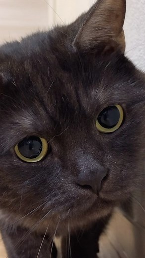 さぁ…みんな！オレを見るニャー！ #cat#blackcat #足長マンチカン #cateye #癒し猫 #ドアップ | あおみね処