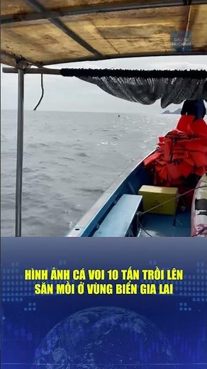 🔔 Footage of a 10-ton whale surfacing to hunt off the coast of Gia Lai