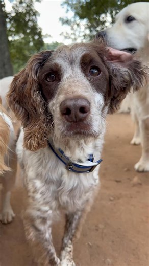 Little pups run da yard! #sawneedogs | Ramsey Rellss | Facebook