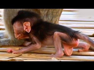 Relaxation Ambience with Baby Monkey Needs Milk & Birds Chirping Loudly