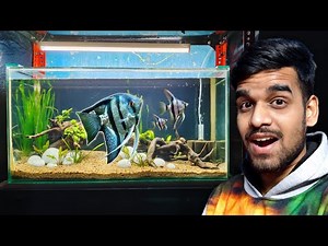 New Planted Aquarium SET-UP For Angel Fish COMPLETE Ho Gaya