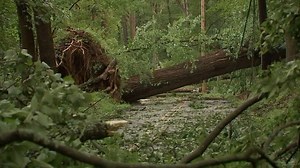 Severe storms uproot trees and damage homes in Philadelphia region
