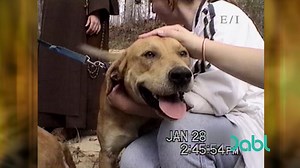 A group of nuns finds stranded dogs yelping on the banks of a dangerous river! They call a crew to traverse these rapid waters to save and rehabilitate these poor dogs! Watch Animal Rescue for FREE on Dabl Network TV. Visit https://bit.ly/2sGTUwA for where to watch! #RescueDog #rescuedogs #animalrescue | Iconic TV Moments