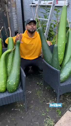 Essential Gardening Seeds for Urban Agriculture