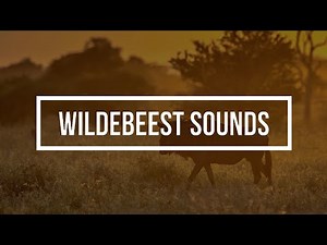 Wildebeest Sound Effects 🐃 The Sound of Wildebeest 🐃 Wildebeest Vocalization