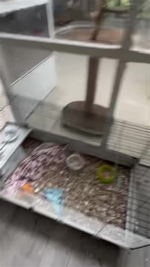 ☔️ Open Visitation Day ☔️ 🗓️ Saturday, Sept. 27th 🕒 11:00-3:00 🚗 10989 165th Rd N, Jupiter 33478 🦜🐰🐹🕊️ Please join us as we help all of these wonderful birds and critters find their new loving families. We have so many wonderful companions here right now just waiting for their people to show up for them. We get to know each and every one of them and can guide you in the right direction to hopefully find the best match for you and your family. 🤠 🆘 Help make a difference in an animal’s li