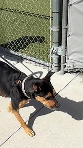 Humane Society for Hamilton County (Indiana) on Reels