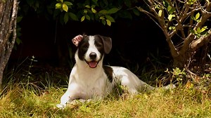 犬 動物 ペット - Free video on Pixabay