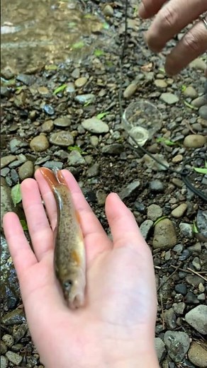 ペットボトルで罠を作って小魚を捕まえる #shorts #shortsvideo #罠